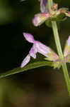 Heartleaf hedgenettle